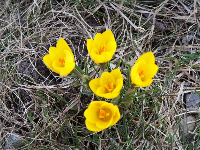 First Spring Flowers