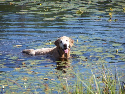 Late Afternoon Swim
