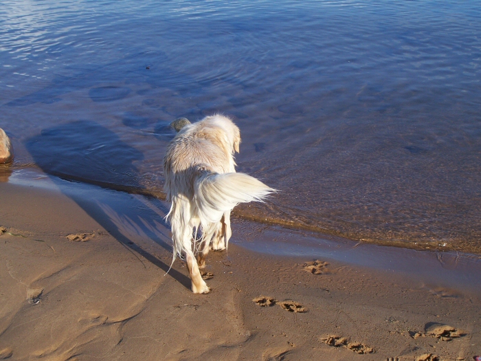 Surf’s First Solo Swim