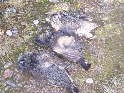 I went hunting!