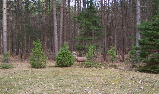 Wildlife in the Backyard!