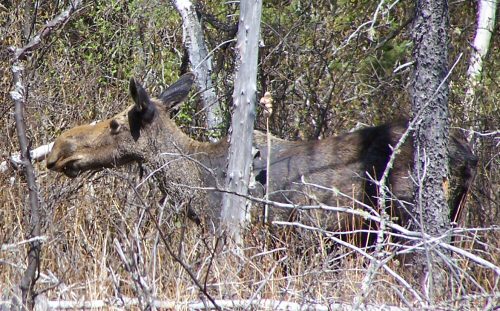 Algonquin Park Moose