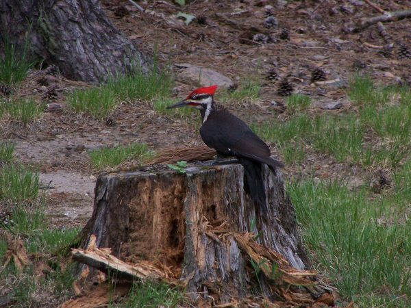 Pileated Woodpecker