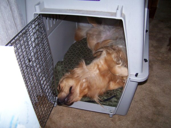 Kennel Cough