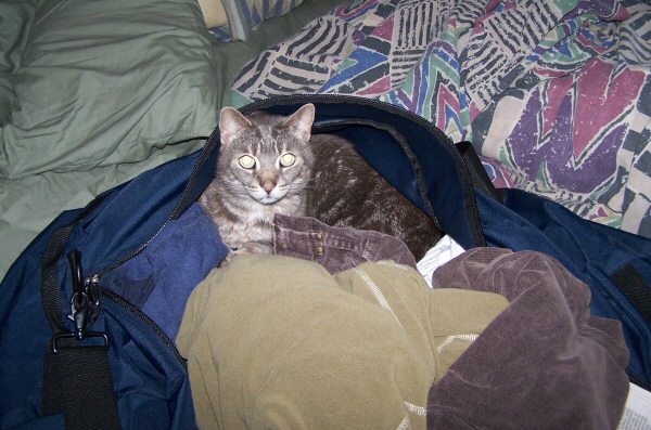 Zeus in the Bag