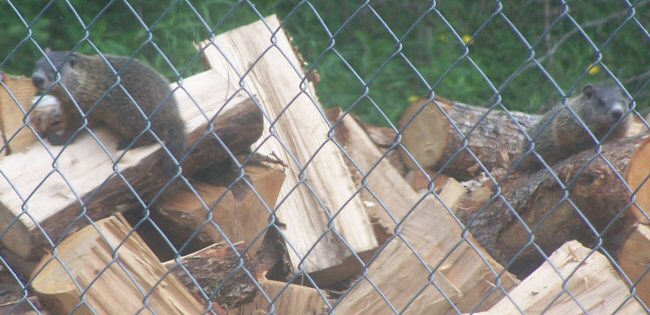 More Wildlife… we now have Groundhogs!