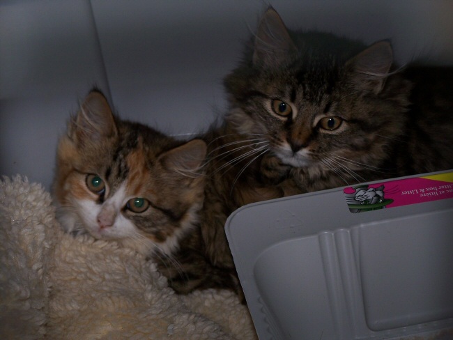 I did it! I caught the 2 kittens!!