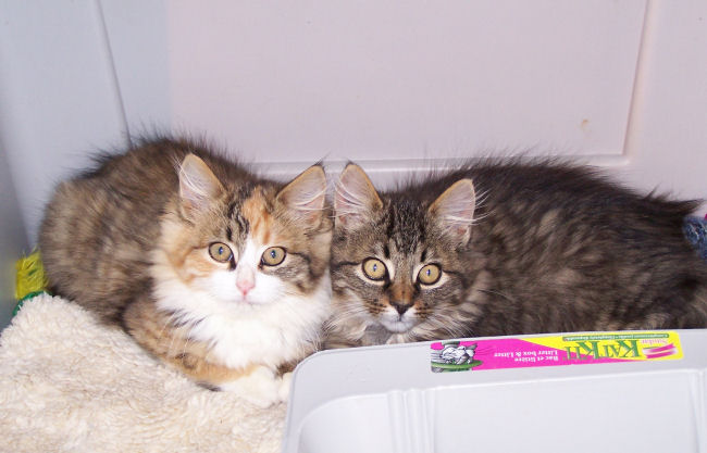 Two kittens – latest cute photo