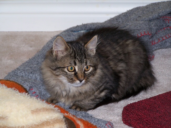 More kitten photos