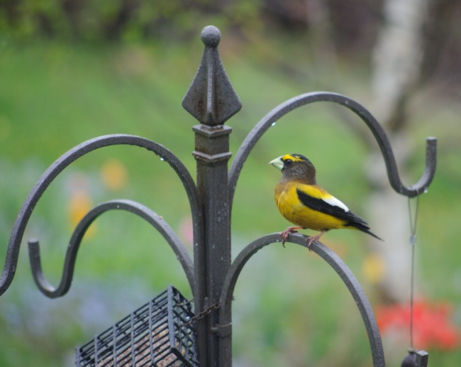 Bird Species spotted here this month