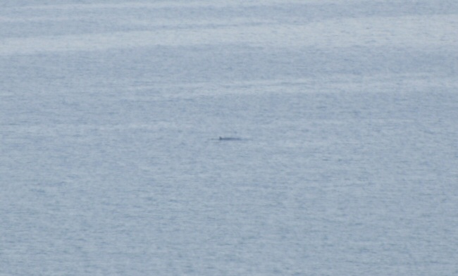 Whales!