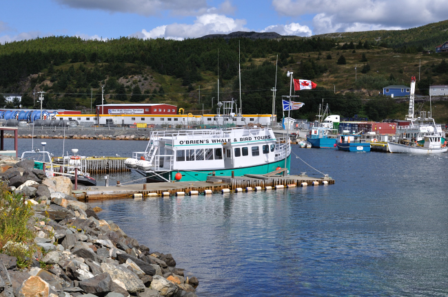 O’Brien’s Whale and Bird Tours, Bay Bulls, Newfoundland
