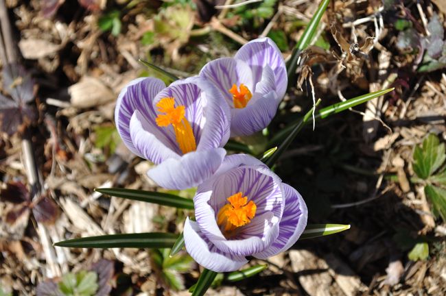Spring crocuses
