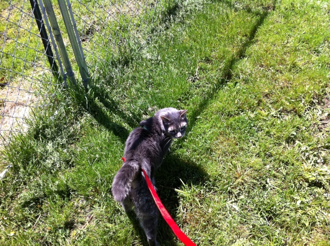 The things we do for our dying pets