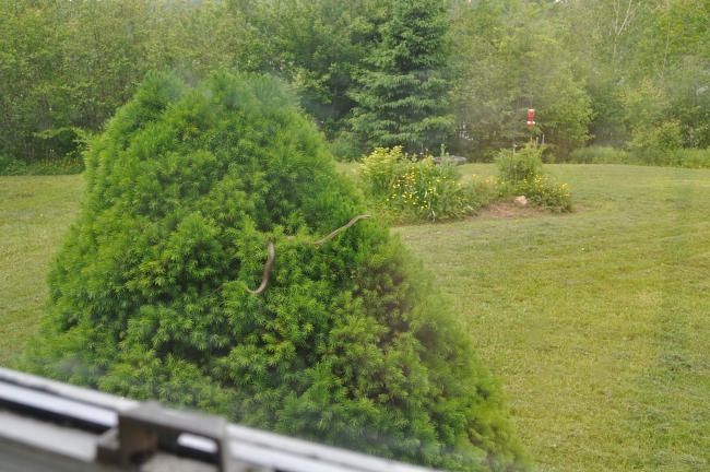 I’m never going outside again…