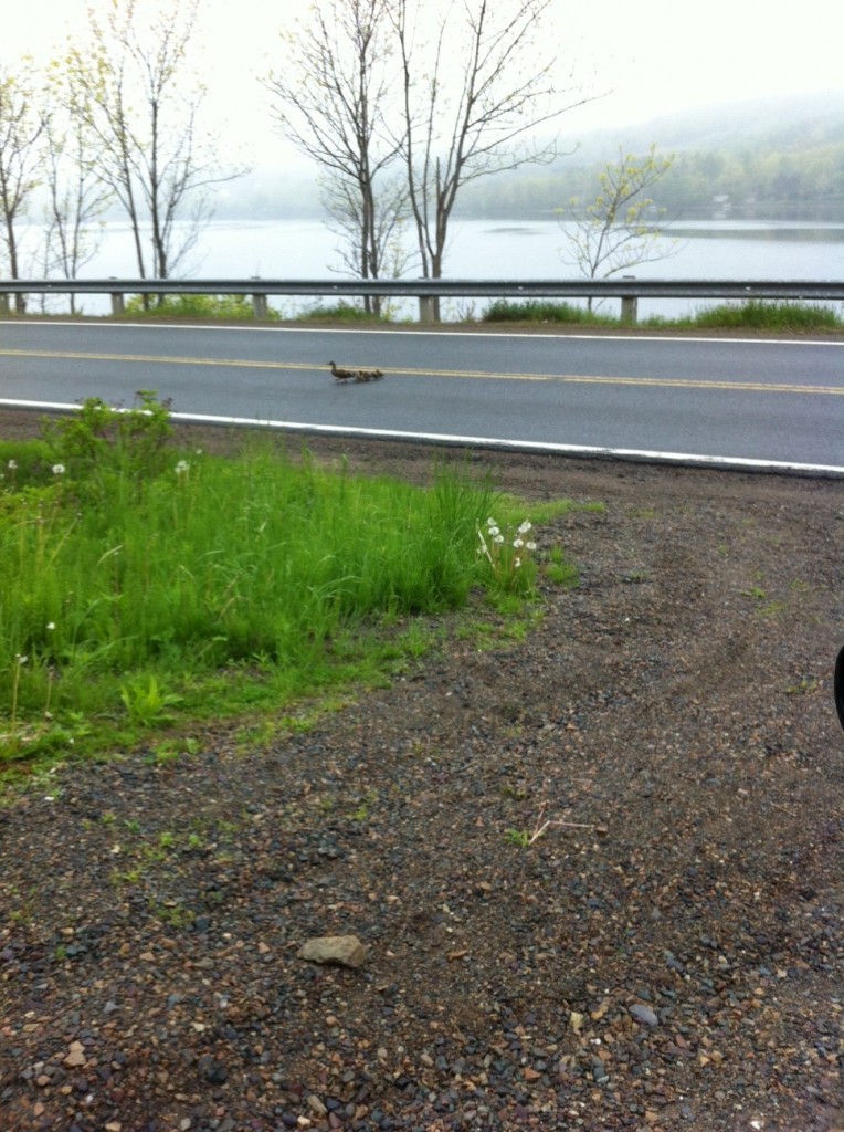 Look who was crossing the road at 7:30am