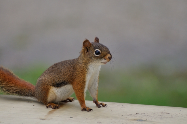 Red Squirrel attack manual