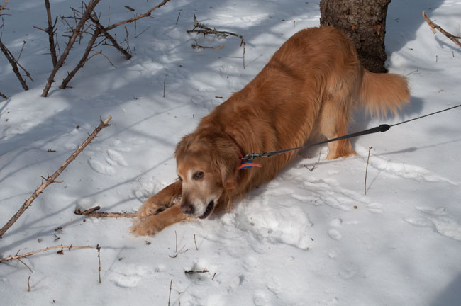 A February attempt to walk through the woods
