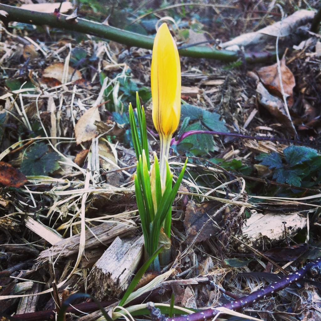 Stubborn crocus is waiting for sunshine