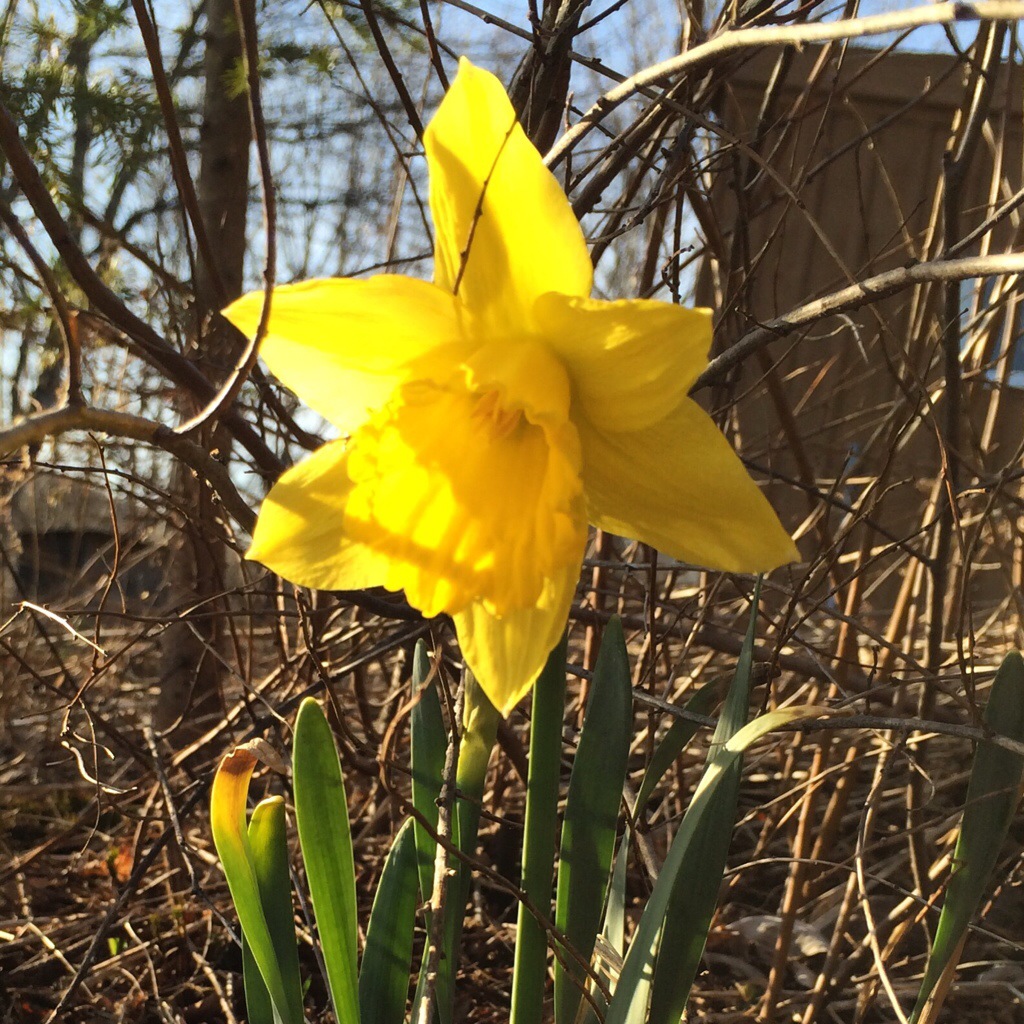 Finally a daffodil opens!
