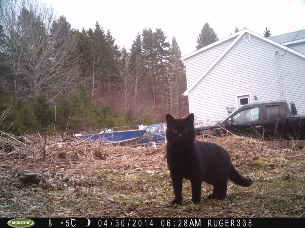 Caught the trespasser on camera!