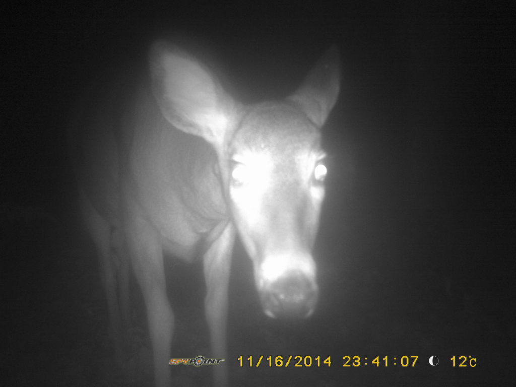 Hello! from a deer