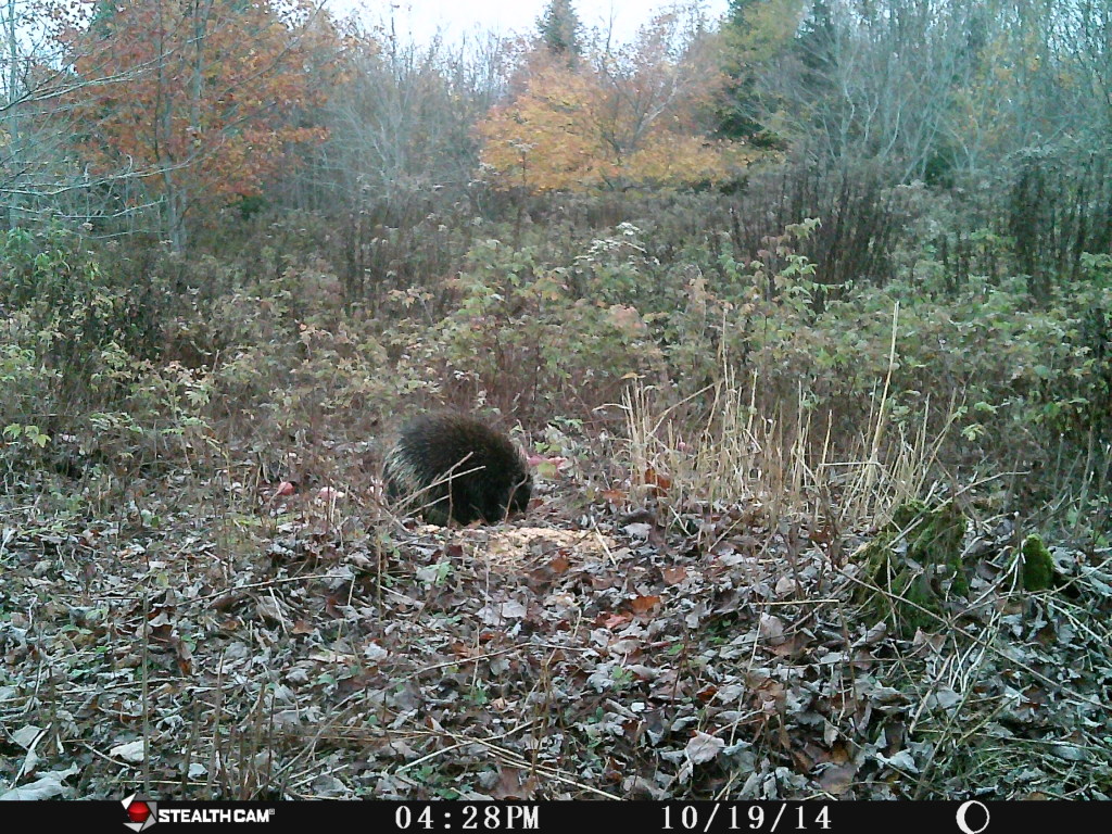 More wildlife pictures from Jeff’s trail cams