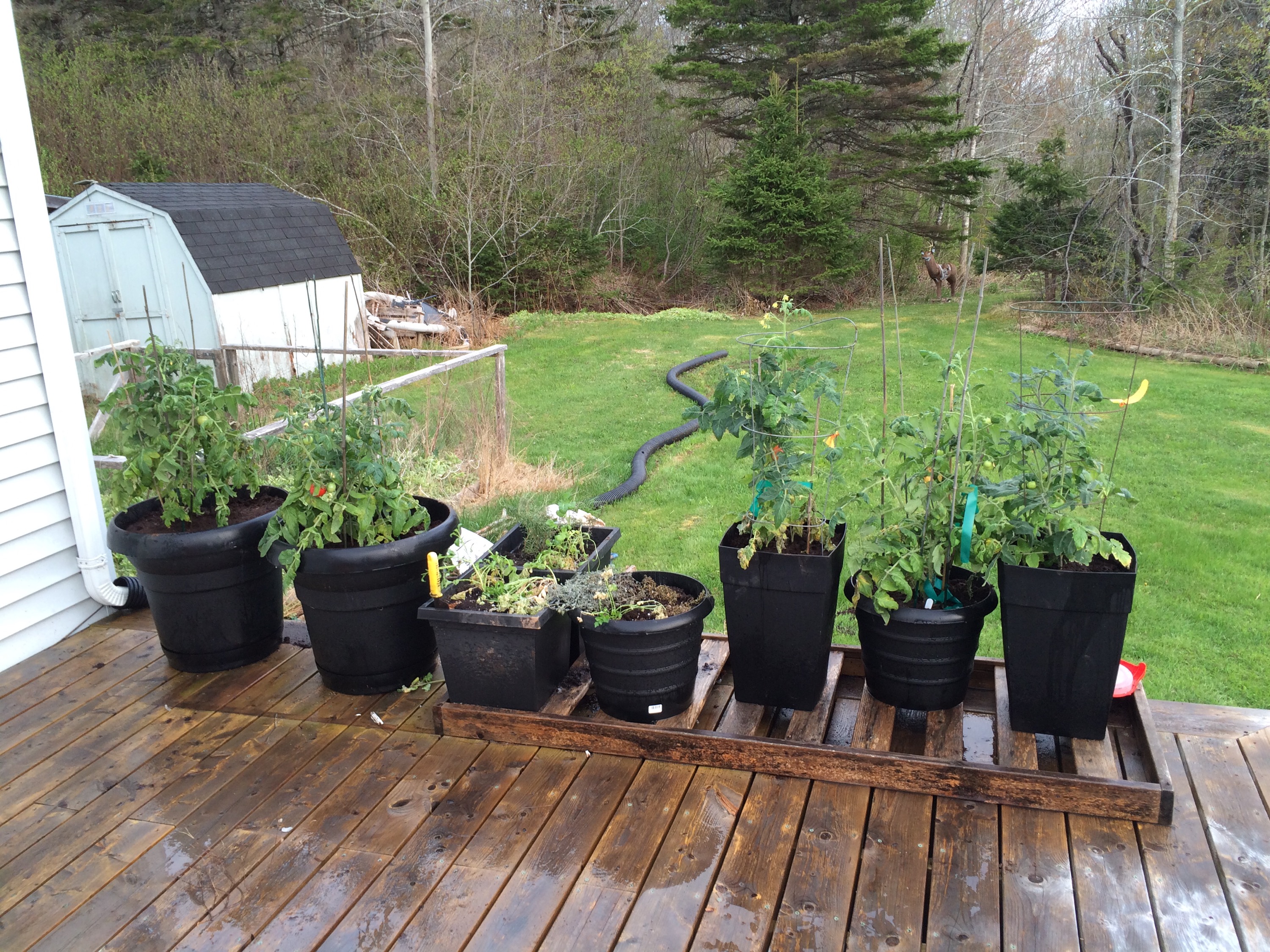Tomato update