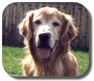 Winger’s Mast Cell Cancer